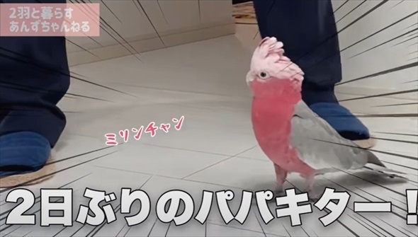 パパとの再会がうれしくて限界を迎えたオウム