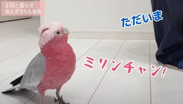 パパとの再会がうれしくて限界を迎えたオウム