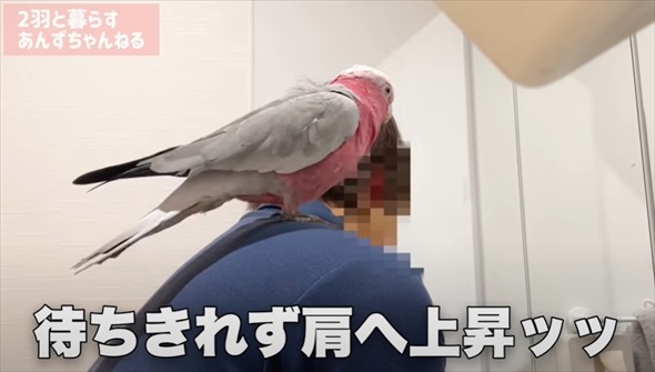 パパとの再会がうれしくて限界を迎えたオウム