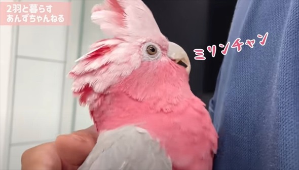 パパとの再会がうれしくて限界を迎えたオウム