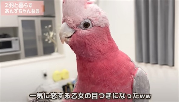 パパとの再会がうれしくて限界を迎えたオウム