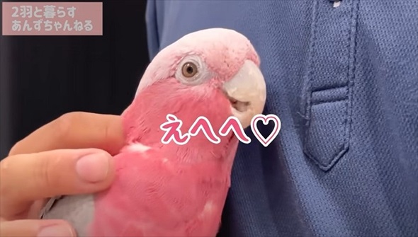 パパとの再会がうれしくて限界を迎えたオウム