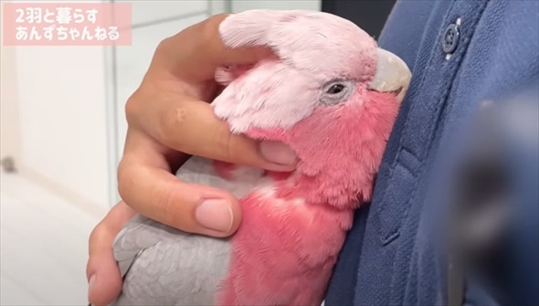 パパとの再会がうれしくて限界を迎えたオウム
