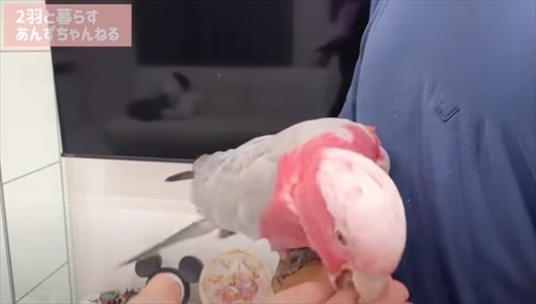 パパとの再会がうれしくて限界を迎えたオウム