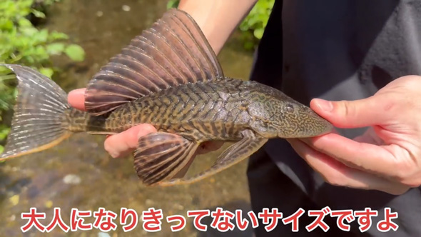 東京 用水路 アマゾン 怪魚 繁殖 証拠 発見 プレコ 子ども 稚魚 外来種