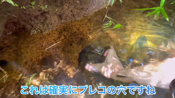 東京 用水路 アマゾン 怪魚 繁殖 証拠 発見 プレコ 子ども 稚魚 外来種