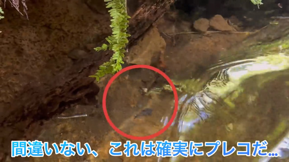 東京 用水路 アマゾン 怪魚 繁殖 証拠 発見 プレコ 子ども 稚魚 外来種