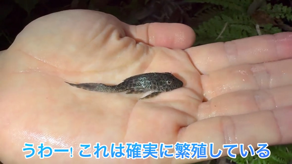 東京 用水路 アマゾン 怪魚 繁殖 証拠 発見 プレコ 子ども 稚魚 外来種