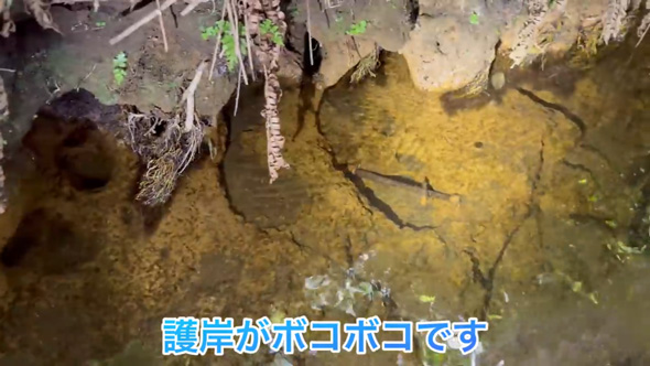 東京 用水路 アマゾン 怪魚 繁殖 証拠 発見 プレコ 子ども 稚魚 外来種