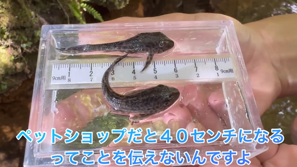 東京 用水路 アマゾン 怪魚 繁殖 証拠 発見 プレコ 子ども 稚魚 外来種