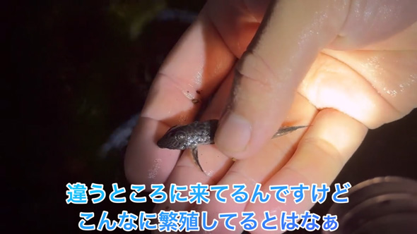 東京 用水路 アマゾン 怪魚 繁殖 証拠 発見 プレコ 子ども 稚魚 外来種