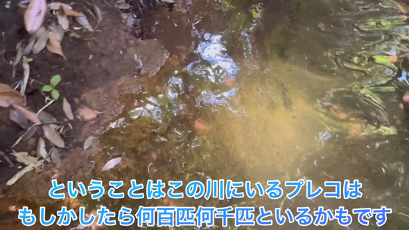 東京 用水路 アマゾン 怪魚 繁殖 証拠 発見 プレコ 子ども 稚魚 外来種