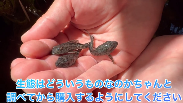 東京 用水路 アマゾン 怪魚 繁殖 証拠 発見 プレコ 子ども 稚魚 外来種