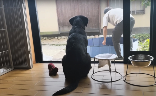 徐々の出来上がっていく簡易プールに興味津々
