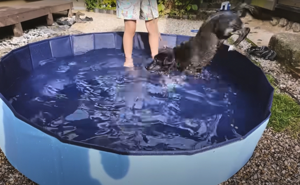 プールを気に入ったようで自ら入水するワンコ