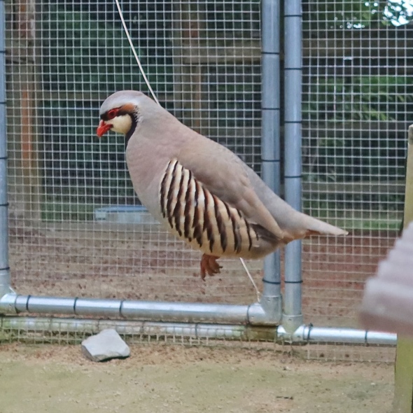 イワシャコジャンプ