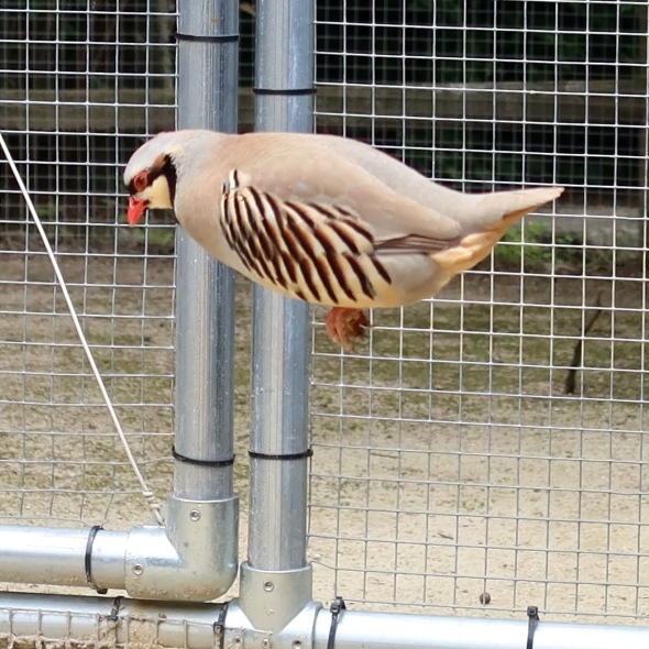 イワシャコジャンプ