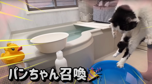 元野良猫初めてのお風呂