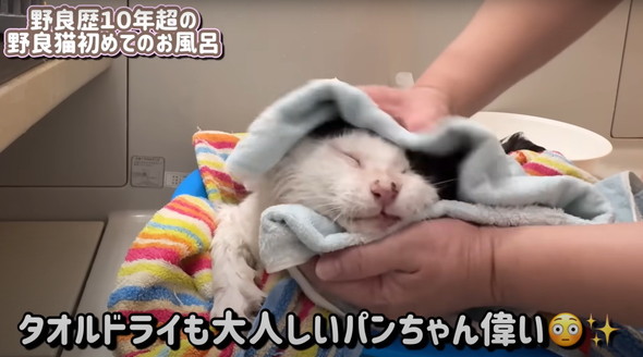元野良猫初めてのお風呂