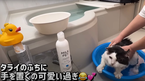 元野良猫初めてのお風呂
