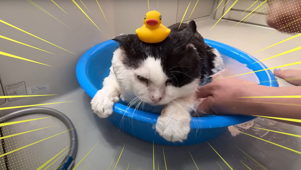 元野良猫初めてのお風呂