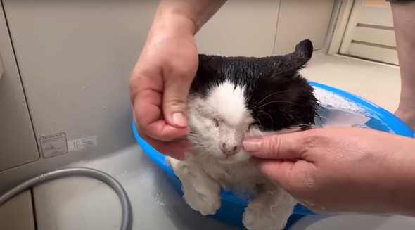 元野良猫初めてのお風呂