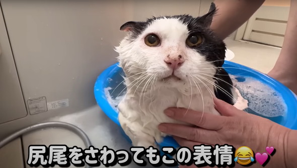 元野良猫初めてのお風呂