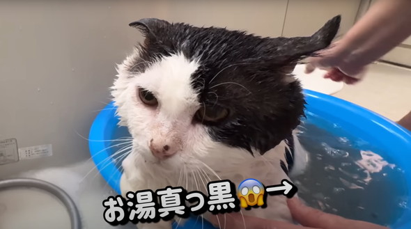 元野良猫初めてのお風呂