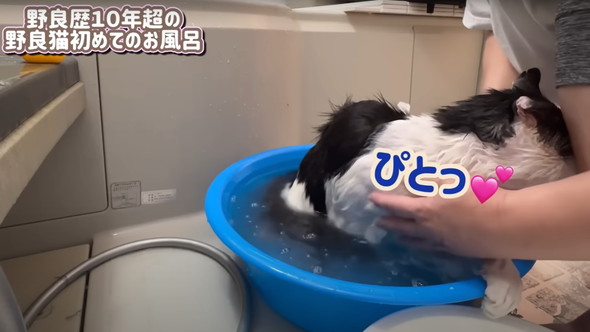 元野良猫初めてのお風呂