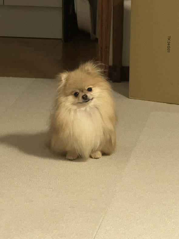 初期ピカチュウなポメ