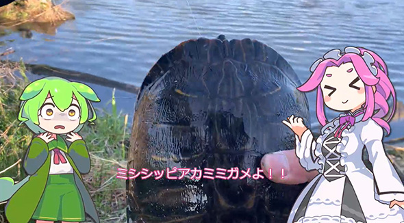 ため池で釣ったミシシッピアカミミガメ