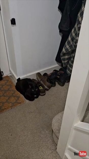 靴に擬態する猫