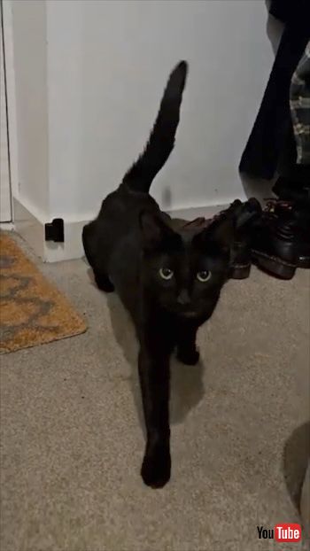 靴に擬態する猫