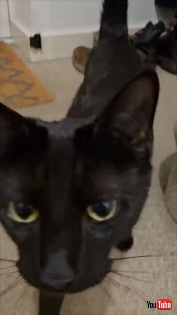 靴に擬態する猫