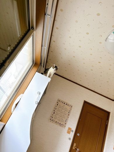 キジ白柄の猫ちゃん