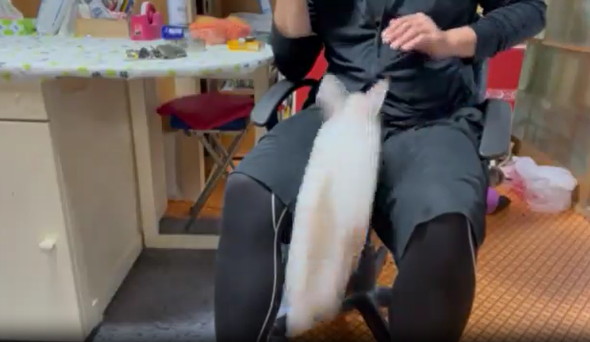 飛んでくるウサギ