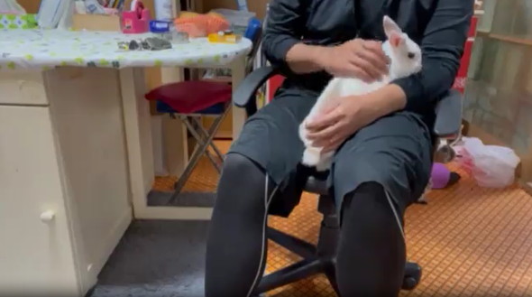 飛んでくるウサギ