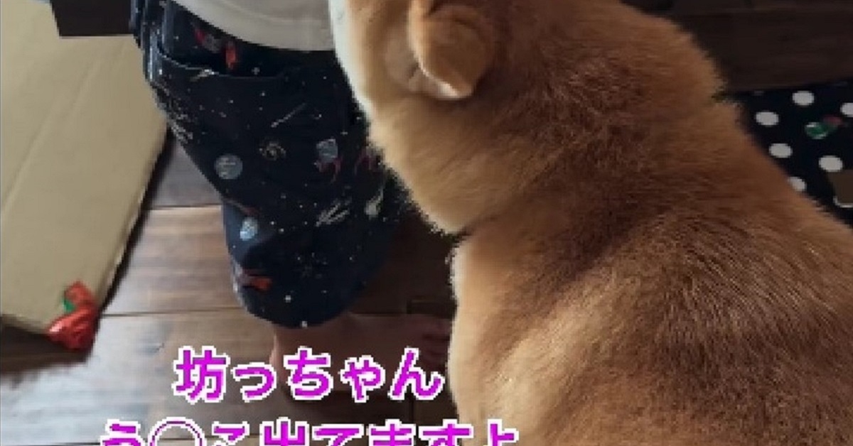 2歳息子の“ある異変”に一番に気付くのは柴犬で……　有能すぎる助っ人に爆笑と称賛「さっすが〜!!」「頼りになるおいも姉さん」（1/3） | ねとらぼ