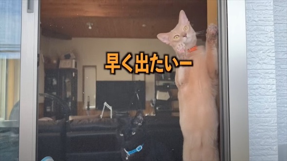 猫用ベランダDIY