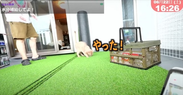 猫用ベランダDIY