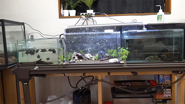 雨どい水槽全体