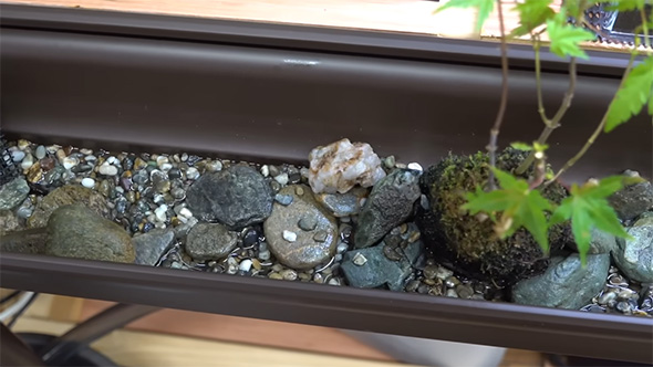 雨どい水槽の中、苔玉もみじ