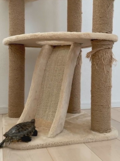 キャットタワーに登るカメさん