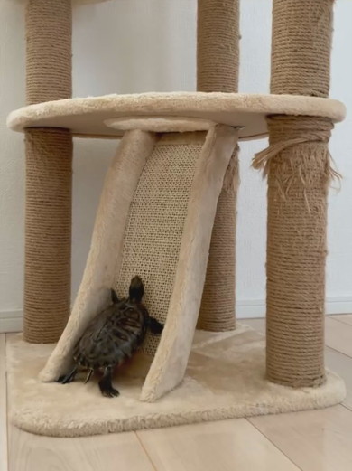 キャットタワーに登るカメさん