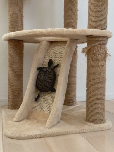 キャットタワーに登るカメさん