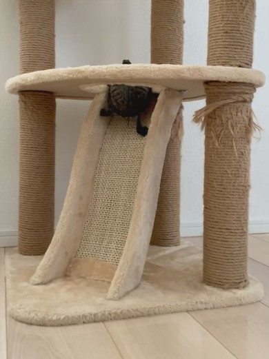 キャットタワーに登るカメさん