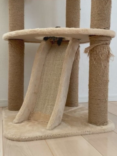 キャットタワーに登るカメさん