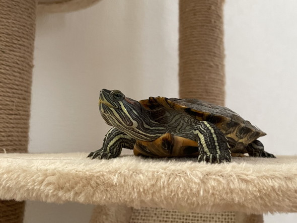 キャットタワーに登るカメさん