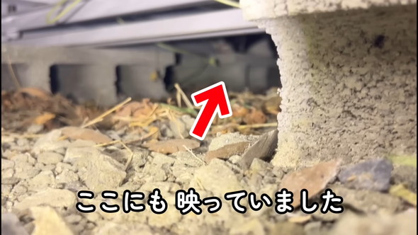 子猫が鳴いている倉庫の下