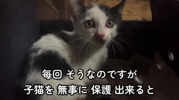 保護された子猫